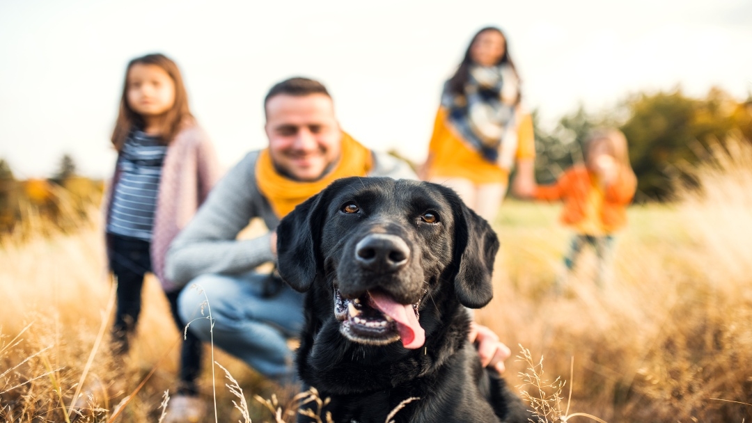 From family best sale to family dog